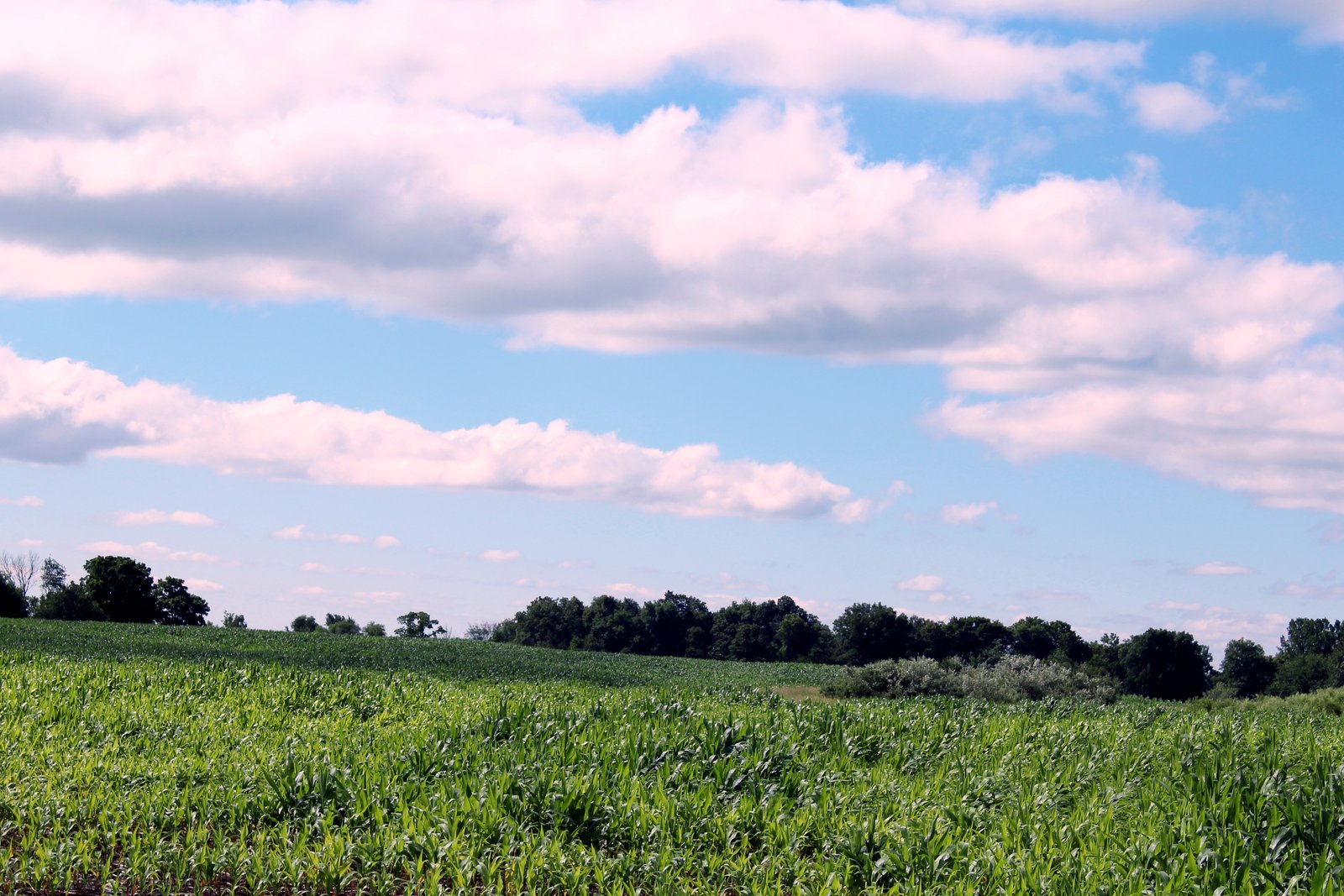 A young corn field under a blue sky with white clouds, with a line of trees along the horizon.