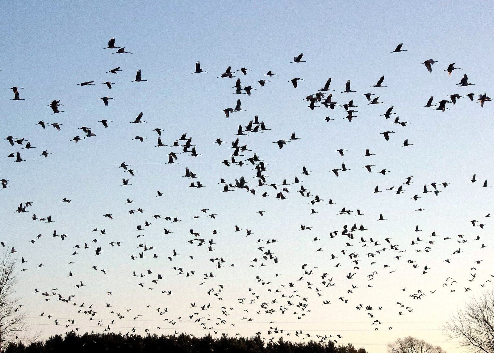 Dozens of sandhill cranes, seen as dark silhouettes with long necks and outstretched wings, flying across a pale evening sky above a line of trees.