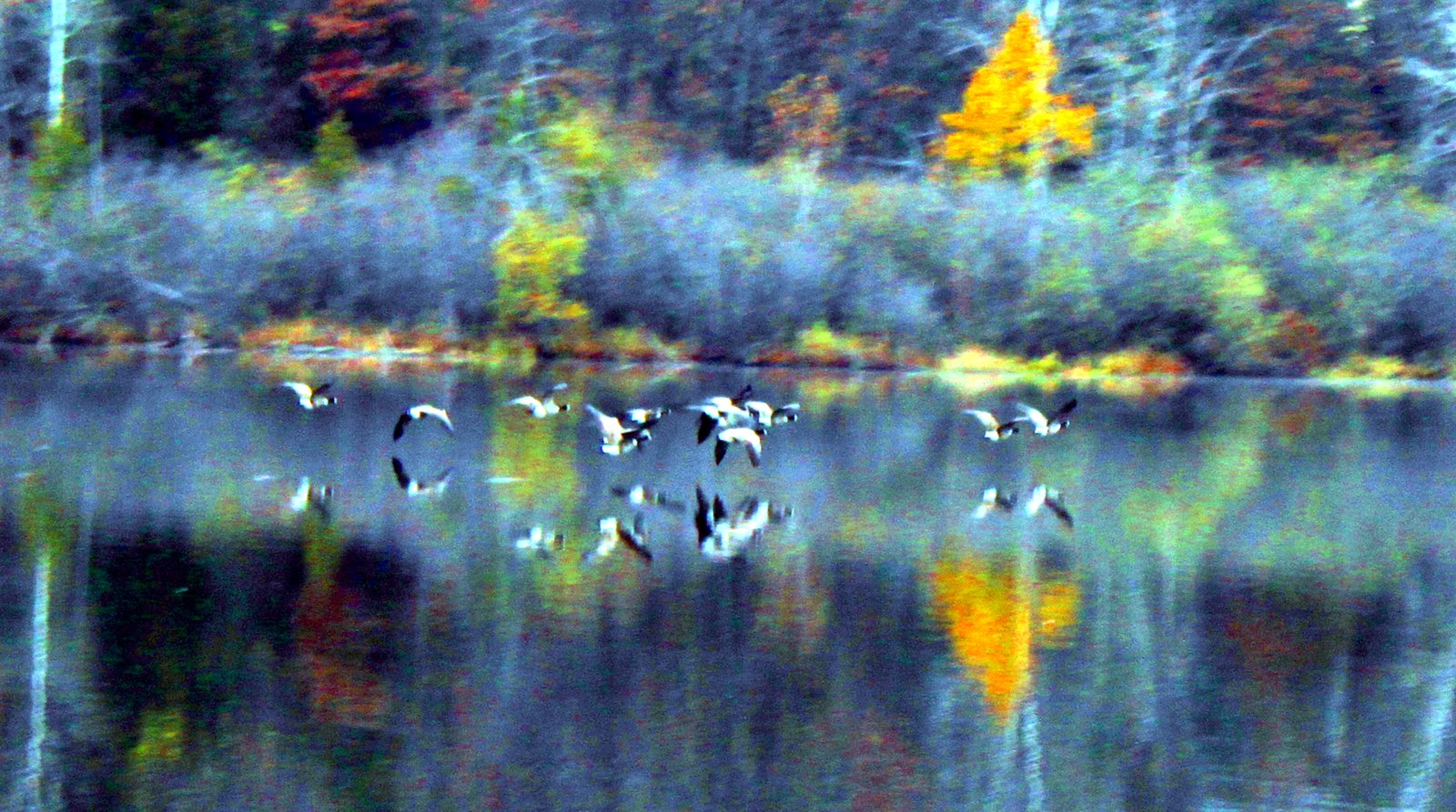 A flock of Canada geese flying low over a Michigan lake under a partly cloudy sky