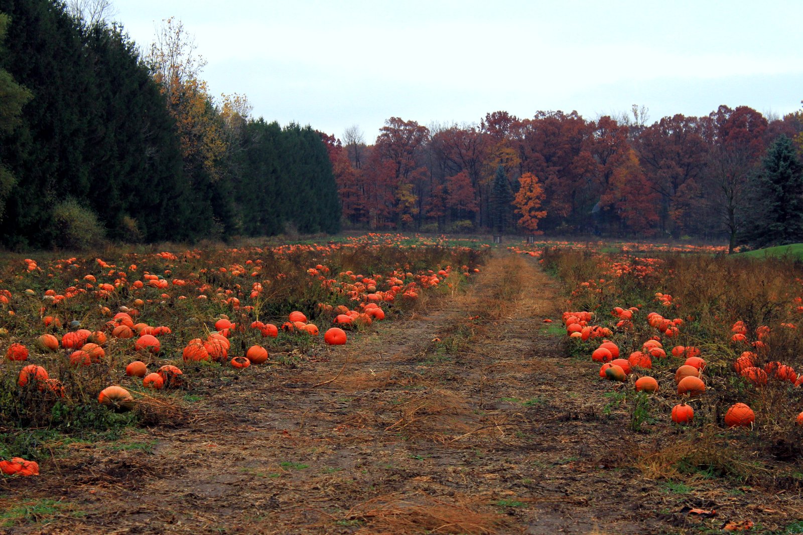 Rows of orange pumpkins lie in a harvested field along a dirt lane, with a line of trees in fall color beyond.