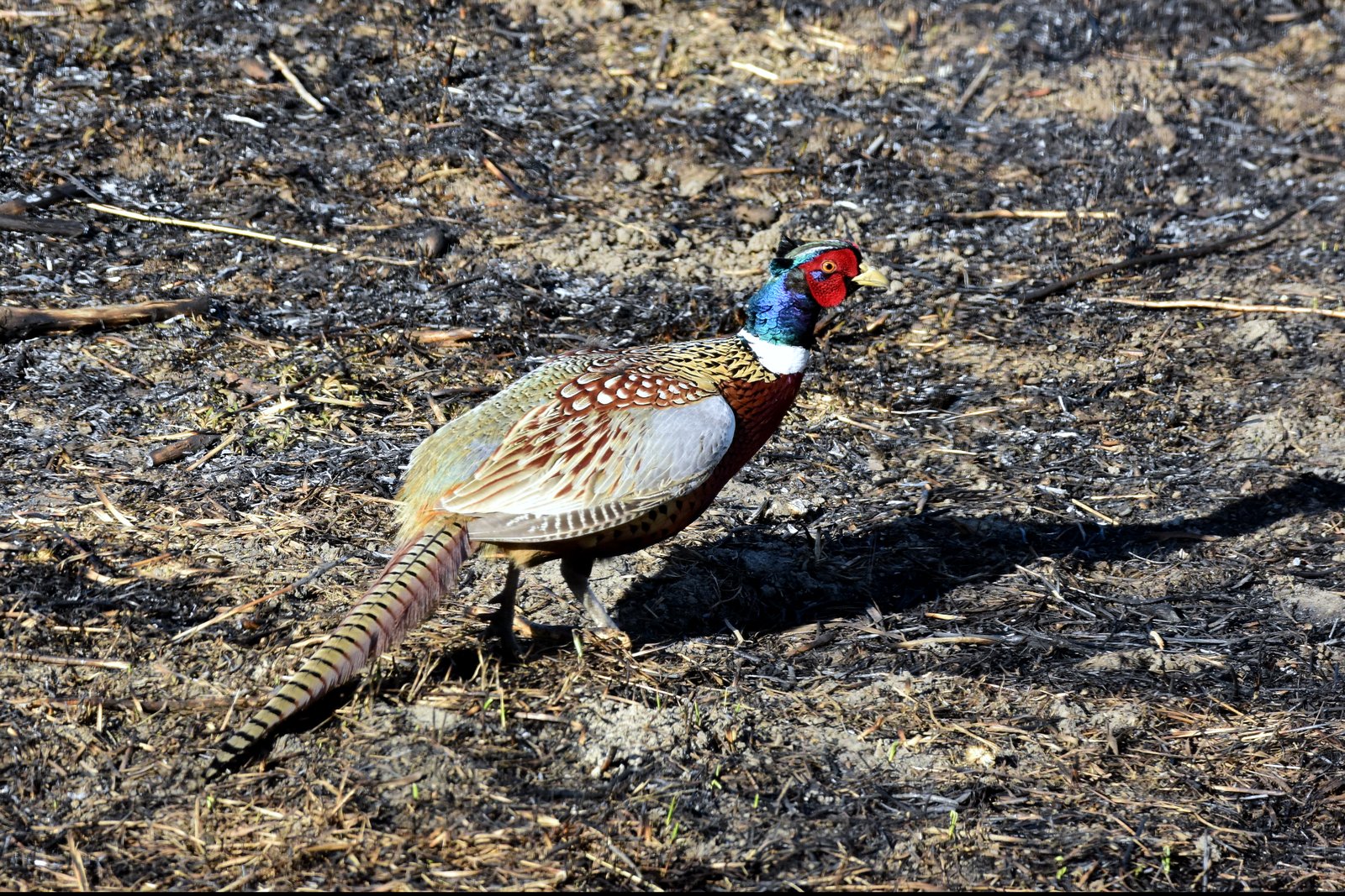 A male ring-necked pheasant with a red face, white neck ring and coppery feathers walks across a patch of burned, blackened grass.