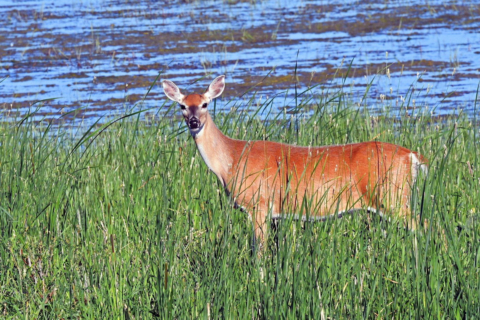 A white-tailed doe standing in tall green marsh grass in front of open water.