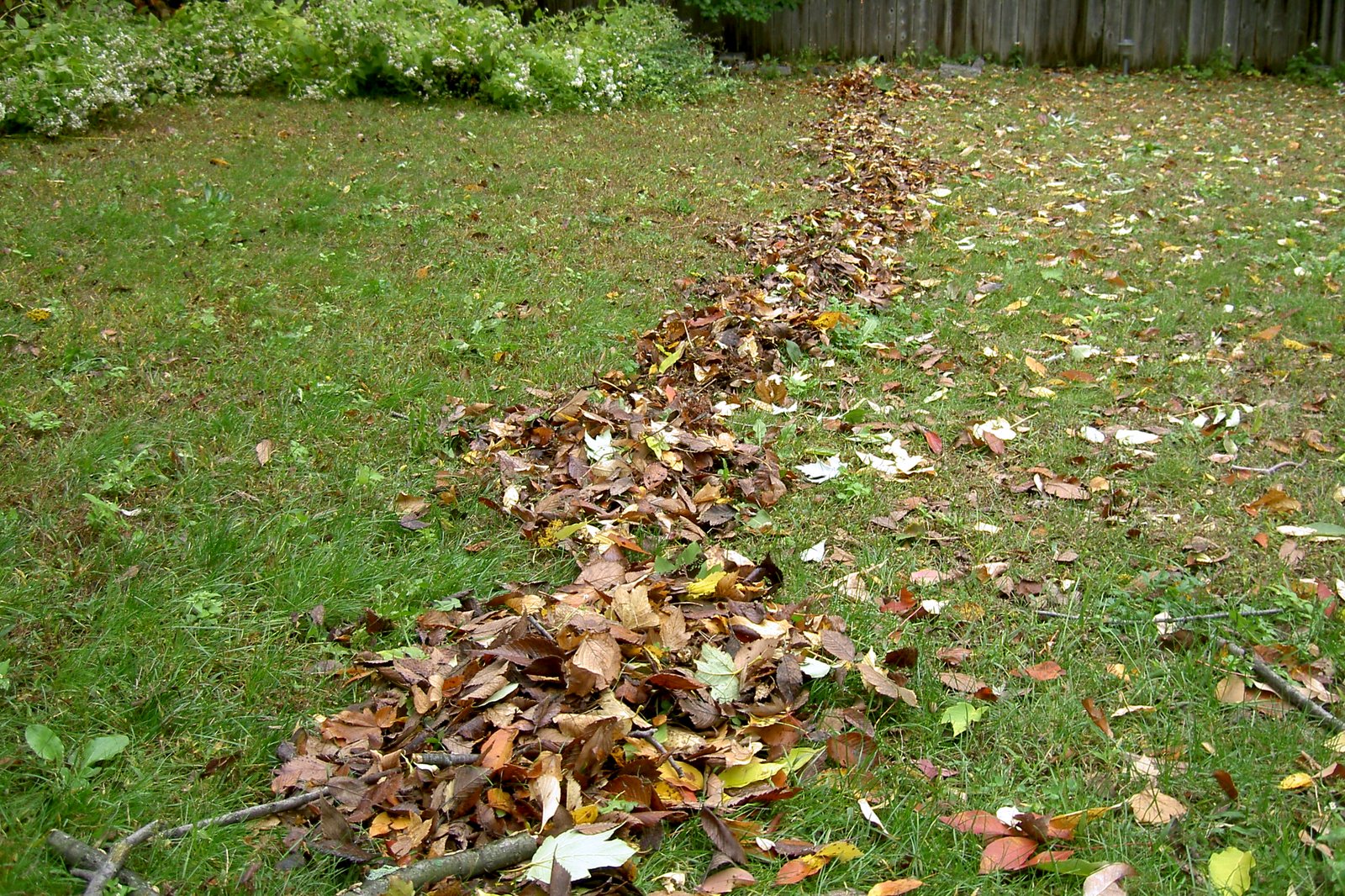 A long row of raked brown, orange and yellow leaves across a green lawn, with a wooden fence and shrubs behind it.