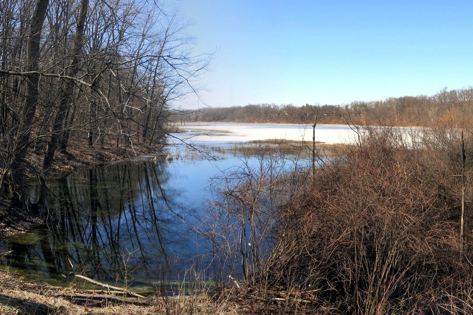 A calm lake edged by bare trees and tall dry grass under a blue sky, with a wooded shoreline across the water.