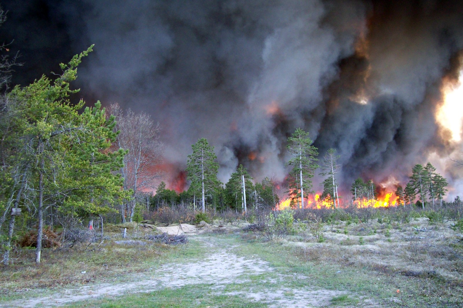 Flames and thick gray smoke rising from a burning pine forest behind a sandy clearing with scattered trees.