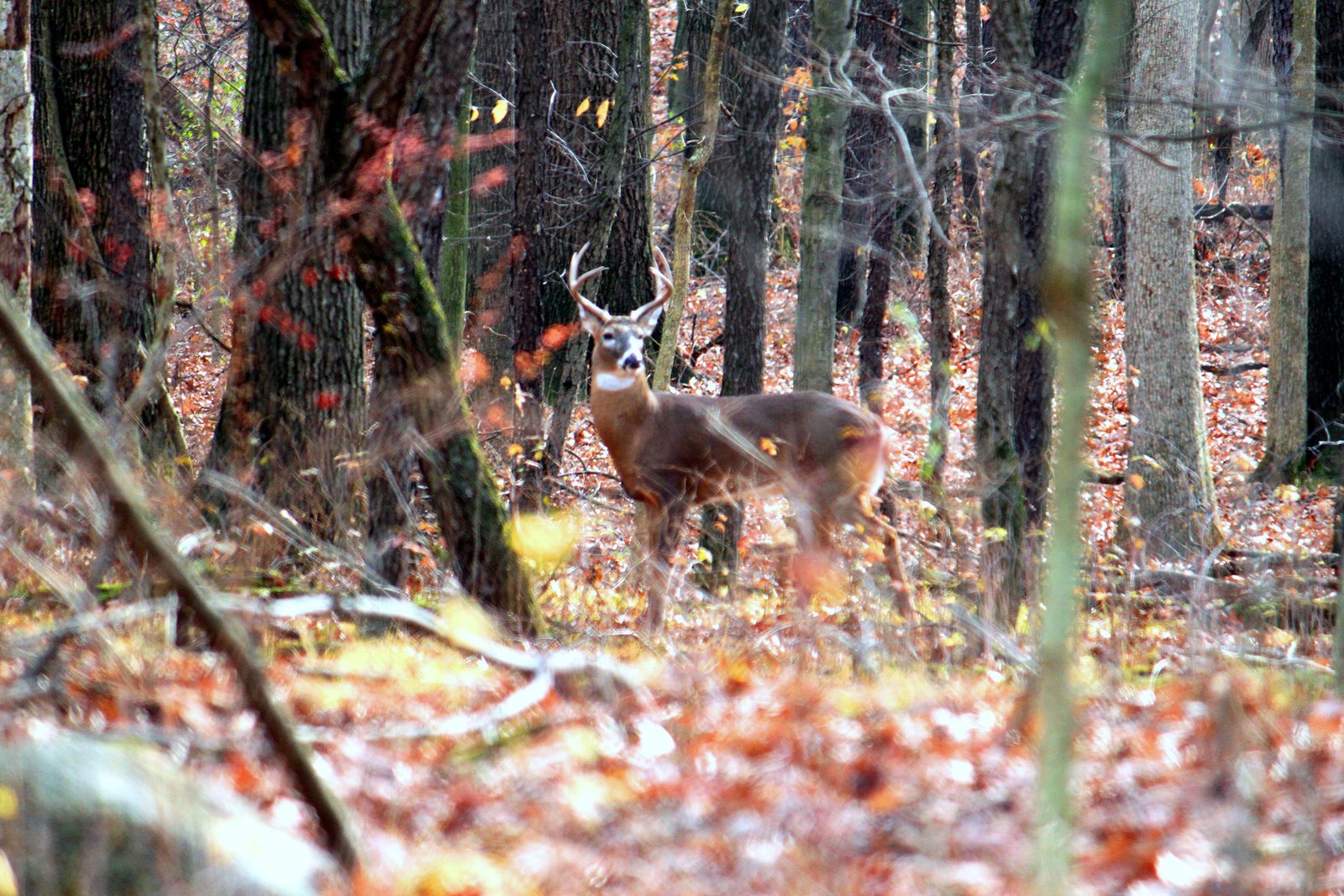 A white-tailed buck with a small rack stands among bare trees and fallen orange leaves in a Michigan woods.