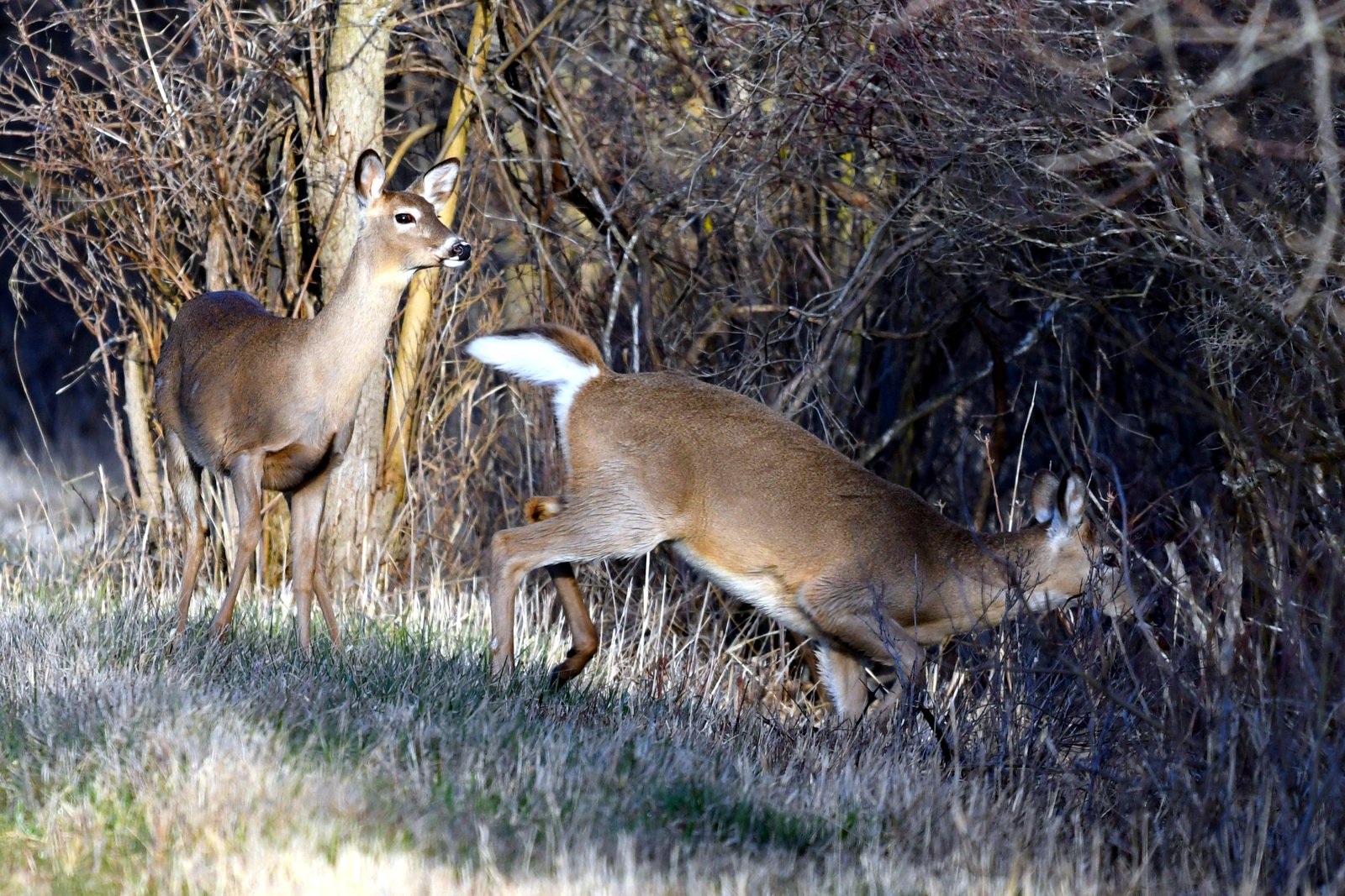 Two white-tailed deer, one leaping, at the edge of a brushy field with dry grass.