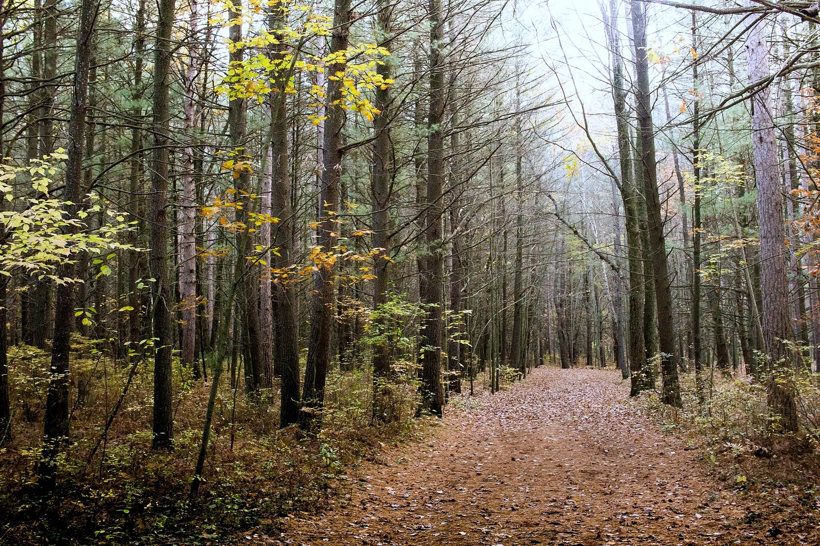 A wide dirt path covered in fallen brown leaves runs through tall, thin pine trees, with a few young maples showing yellow leaves on a misty autumn day.
