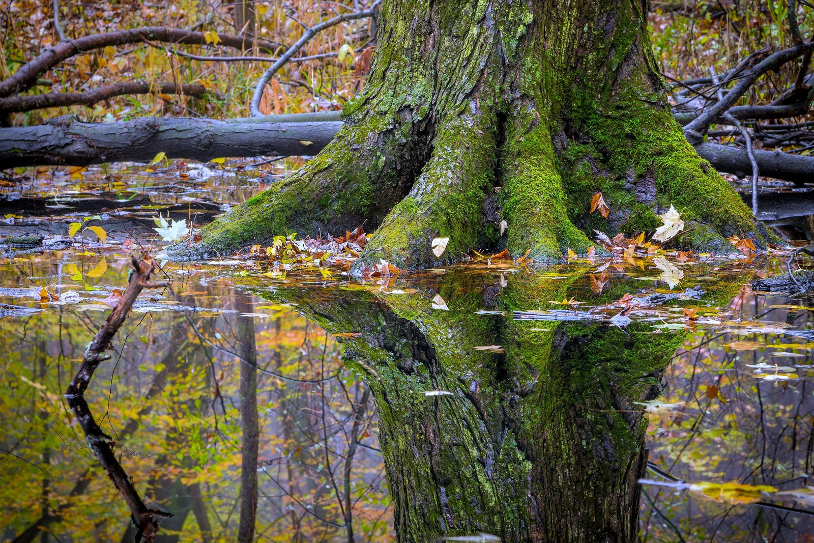 A shallow forest pool reflects autumn maple leaves and bare trees under a soft gray sky.