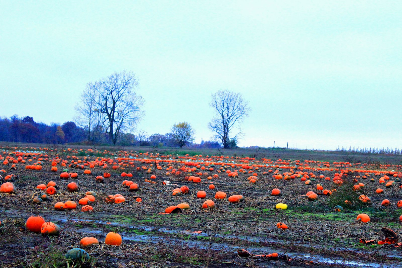 A Michigan pumpkin field on an overcast autumn day, with hundreds of orange pumpkins scattered across the ground and bare trees on the horizon.