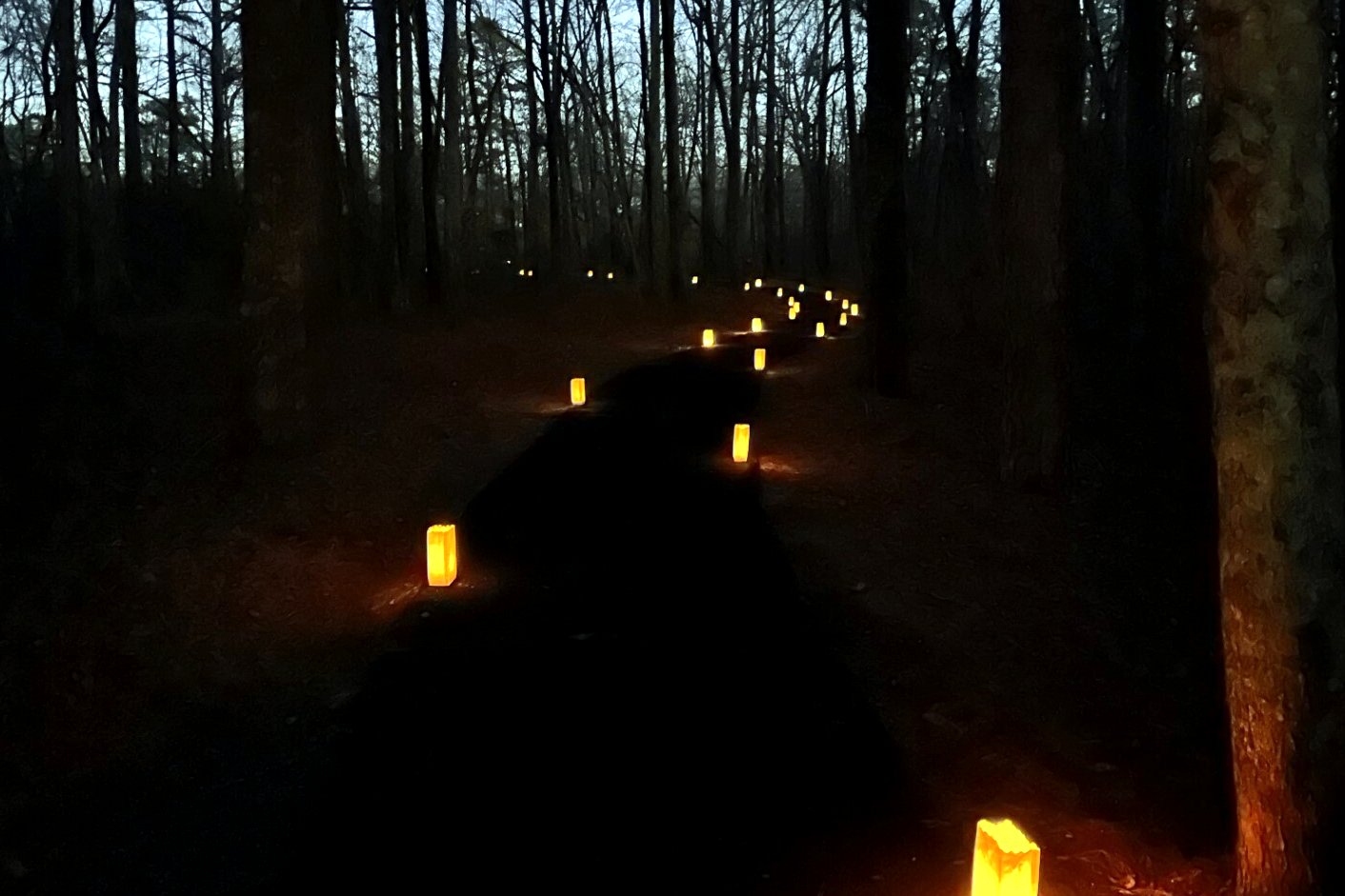 A dark path winding through woods at night, lined with glowing paper-bag luminaries.