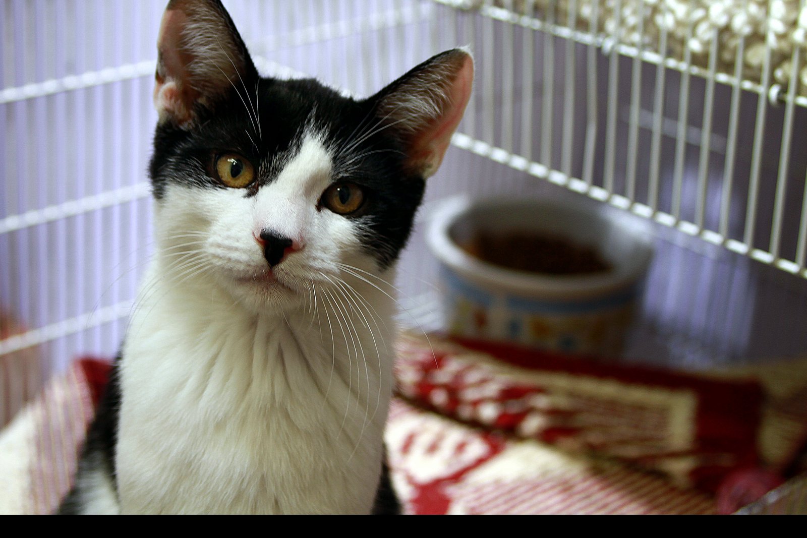 A black-and-white kitten with yellow eyes sitting in a wire cage on a red and white blanket, with a food bowl behind it.