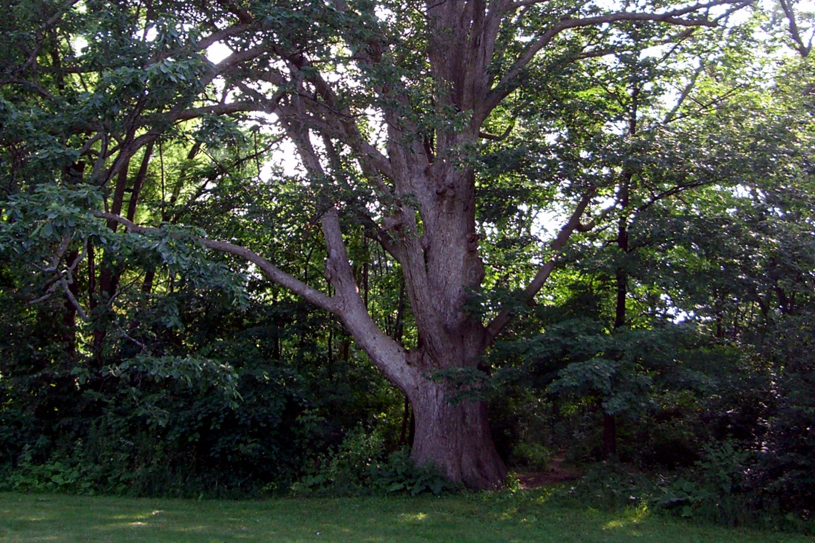 A large oak with a thick, forked trunk and long spreading branches at the edge of a mowed lawn, in front of dense green woods.