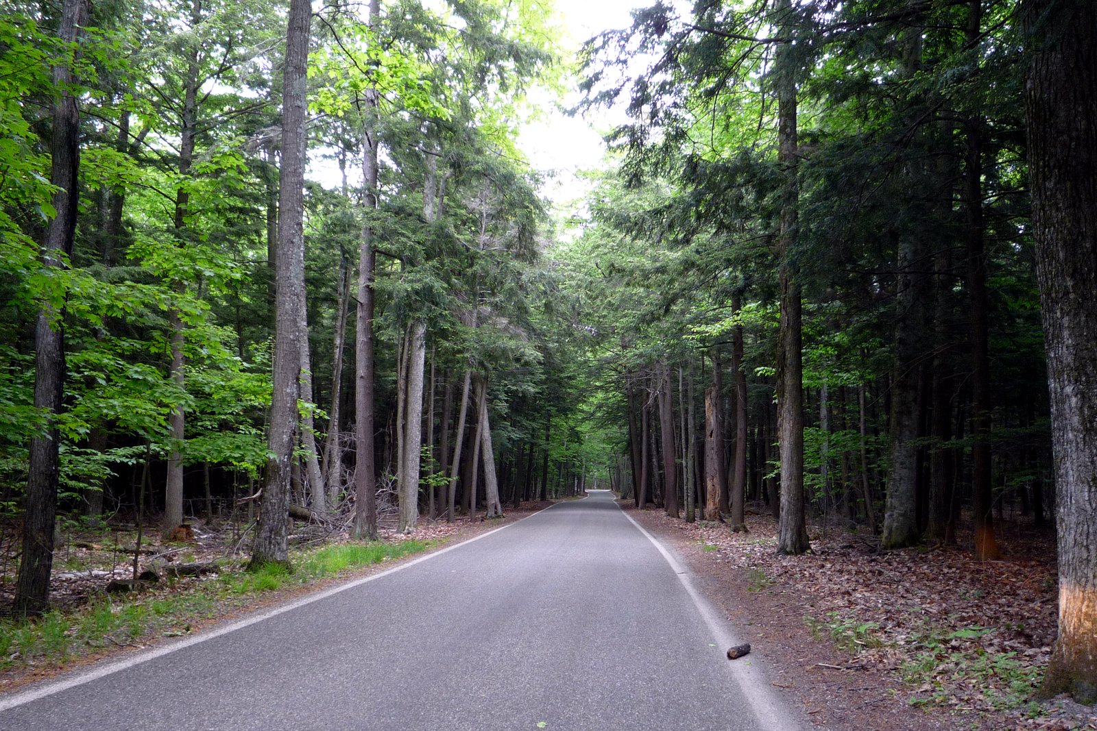 A two-lane stretch of M-119 curving through a dense green canopy of trees in Emmet County, Michigan.