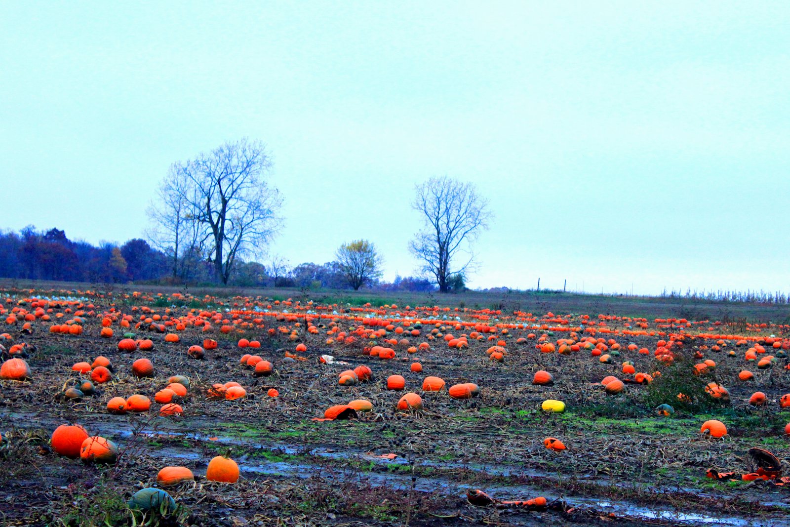 Rows of orange pumpkins sit on grass beside a white farm stand and parked cars under autumn trees.
