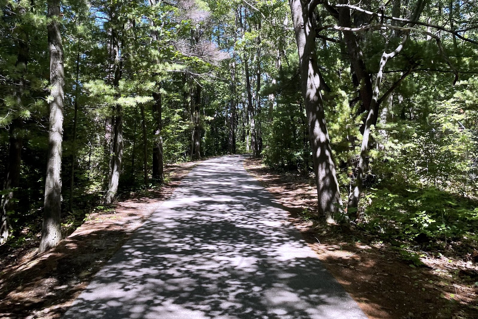 A paved trail curving through a leafy green forest with sunlight filtering through the trees.
