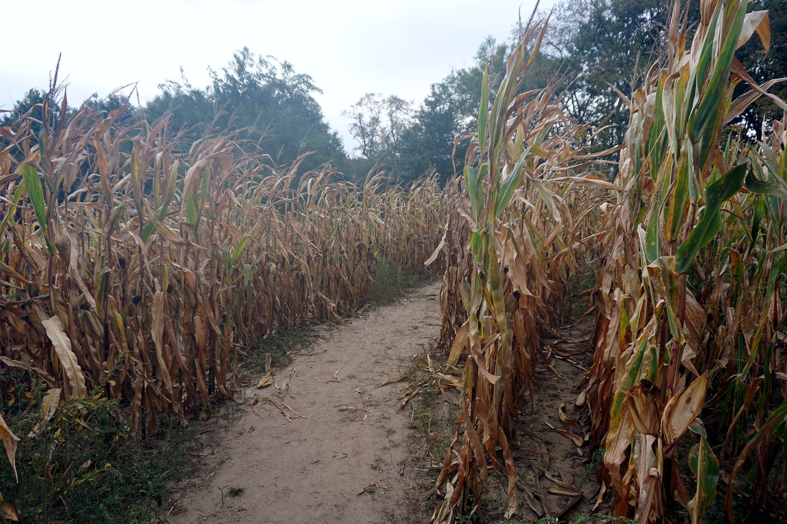 A dirt path runs between tall rows of dry, brown cornstalks in a corn maze under a pale sky, with trees in the distance.