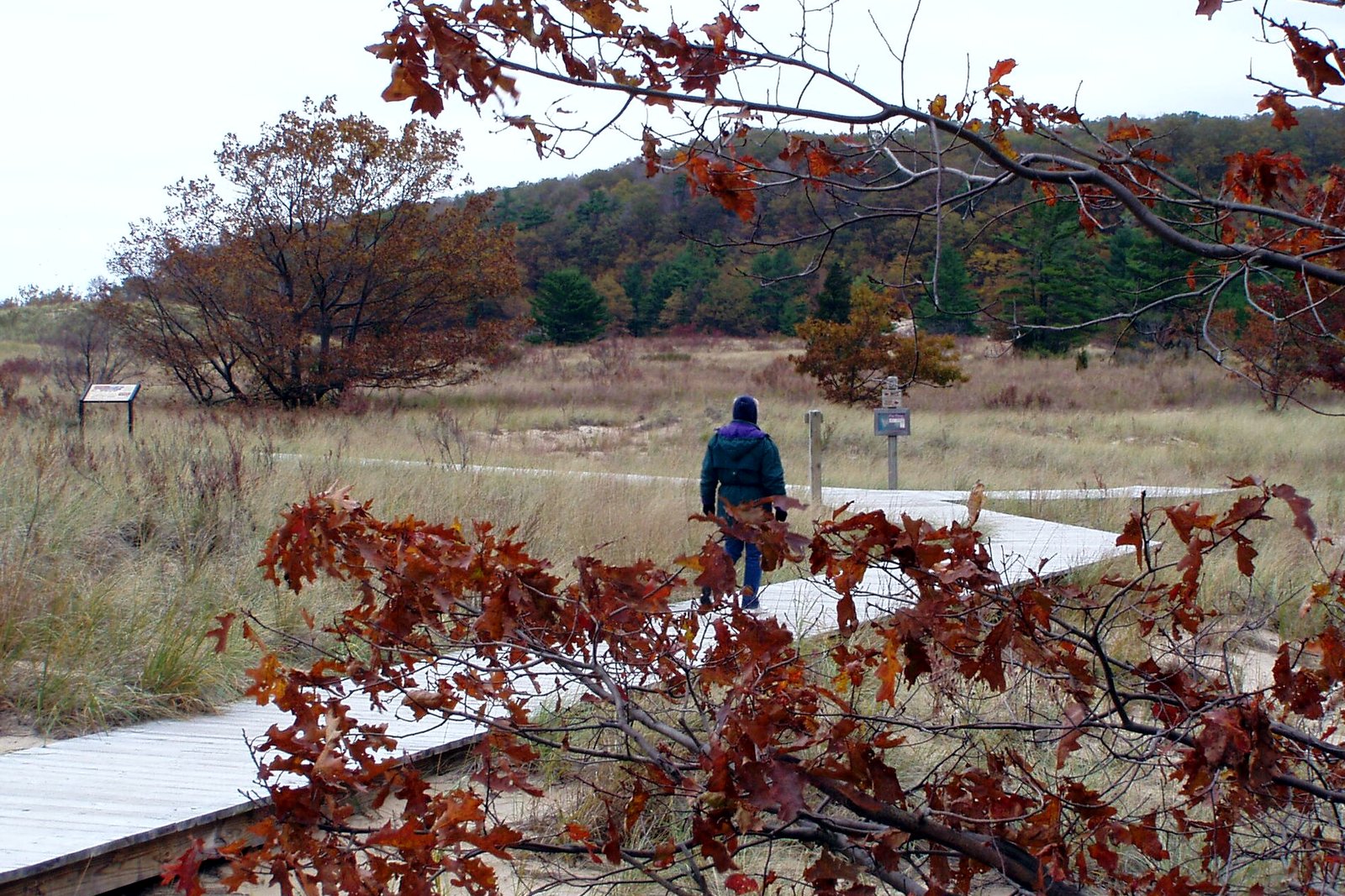 A hiker on a wooden boardwalk through dune grass, framed by red-brown oak leaves, at Rosy Mound Natural Area in October.