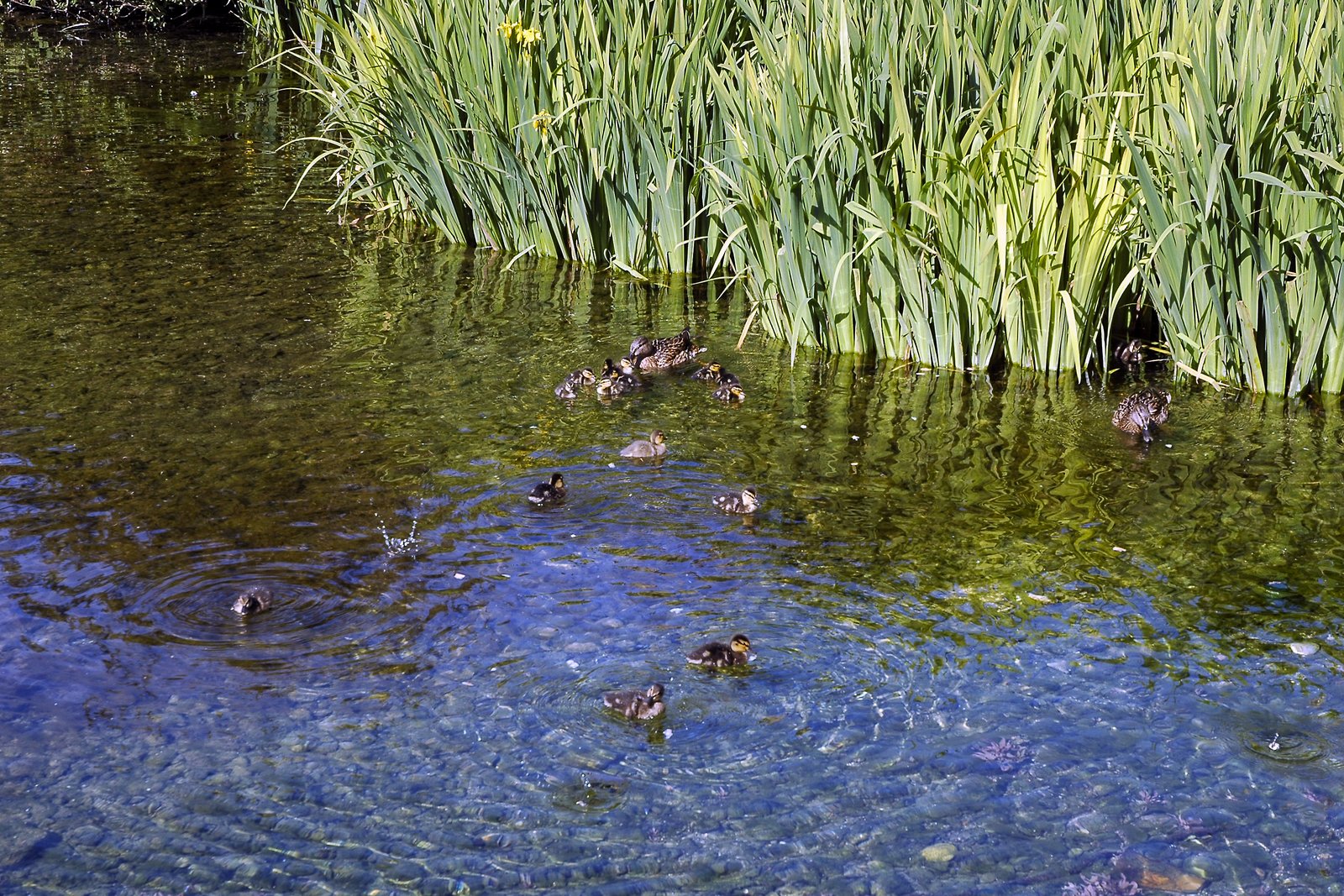 Several mallard ducks swim in dark green water beside a thick stand of reeds.
