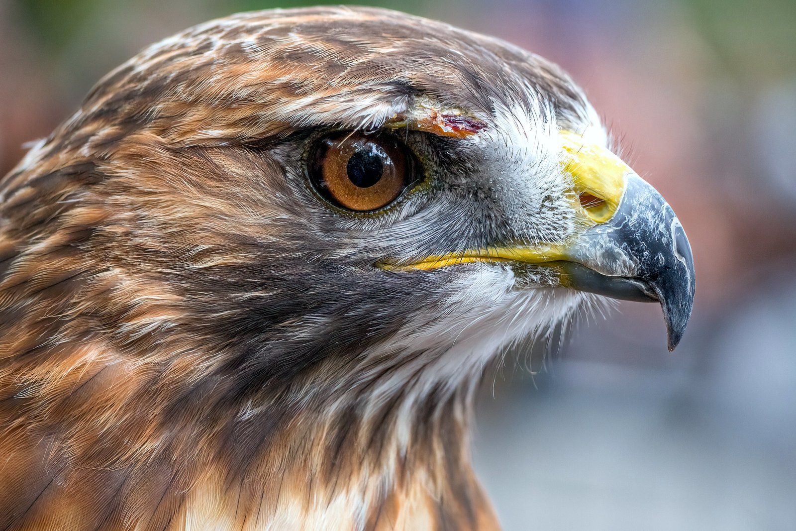 Close-up of a red-tailed hawk with brown and white feathers, a hooked yellow-and-gray beak and an orange-brown eye.