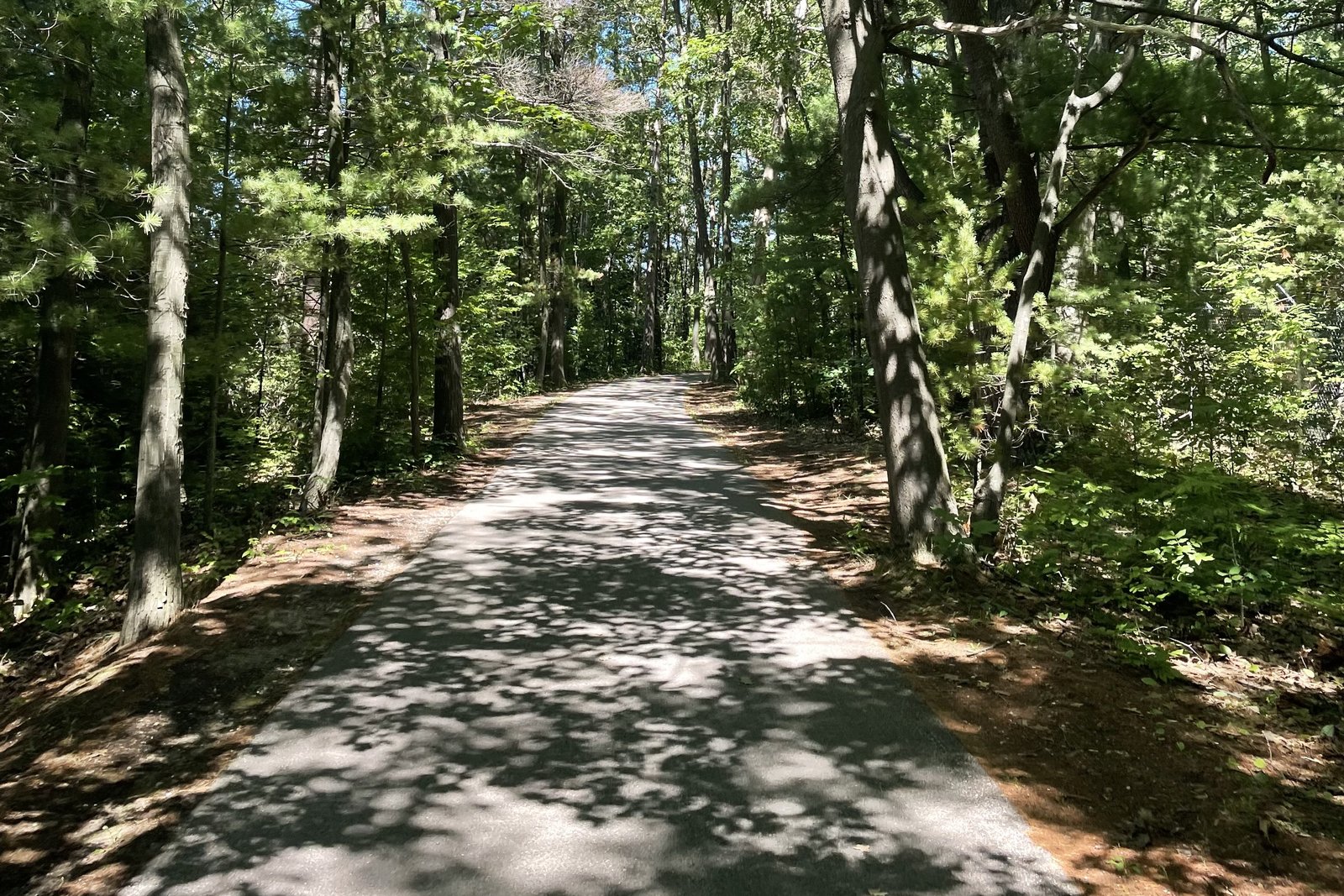 A paved trail runs through a shaded forest of tall pines and hardwoods on a sunny summer day.