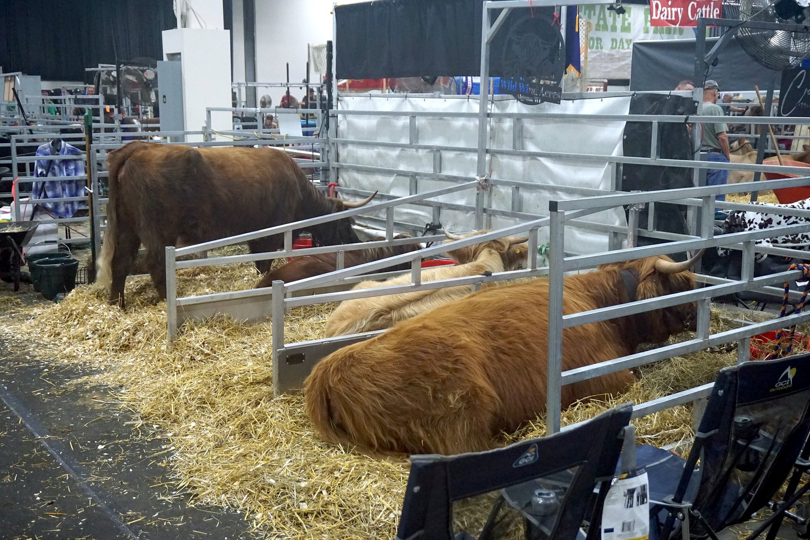 Shaggy reddish-brown long-haired cattle resting on straw in metal pens inside an exhibit hall.