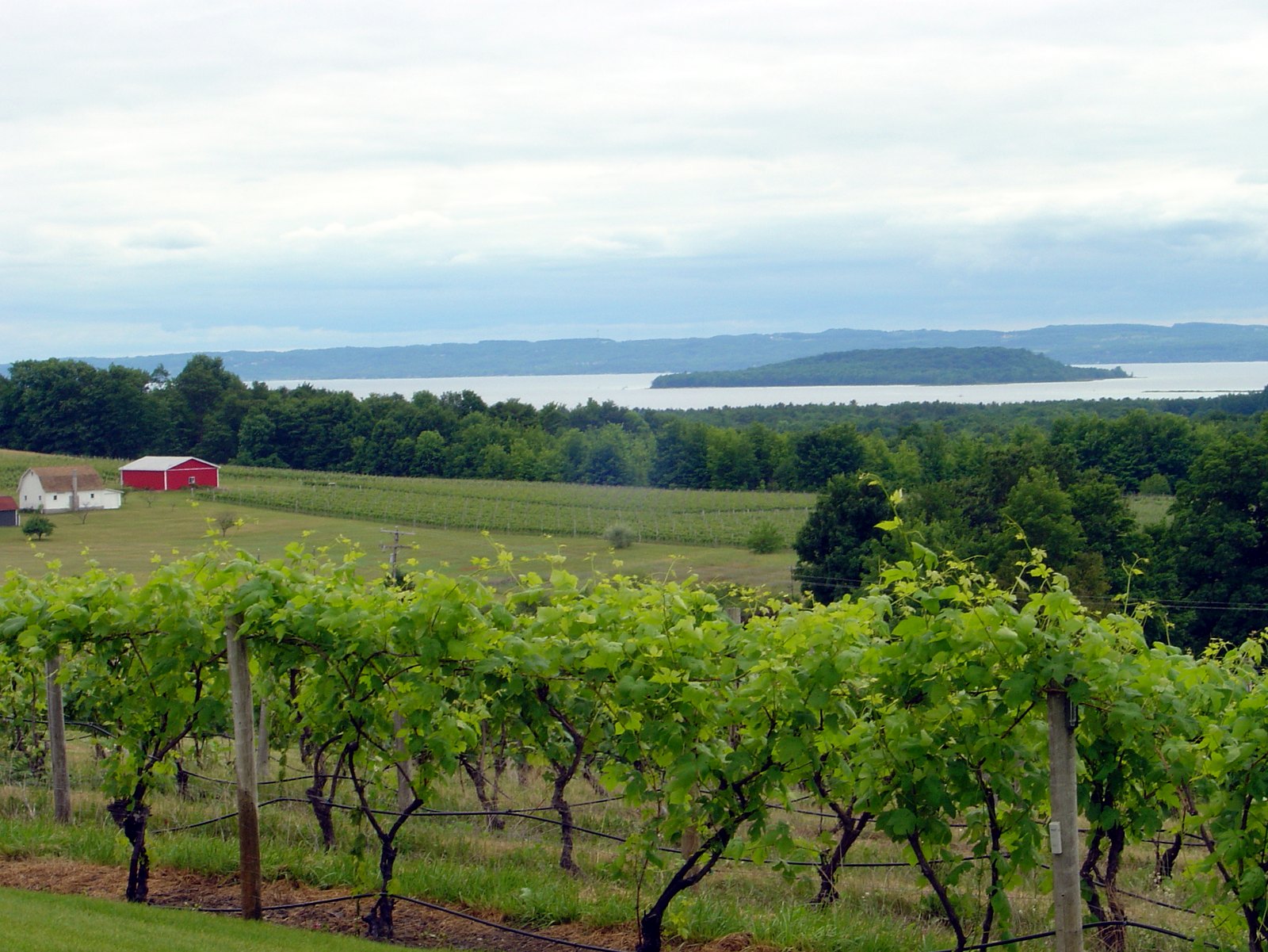 Rows of grapevines on Old Mission Peninsula with a red barn and Grand Traverse Bay in the distance.