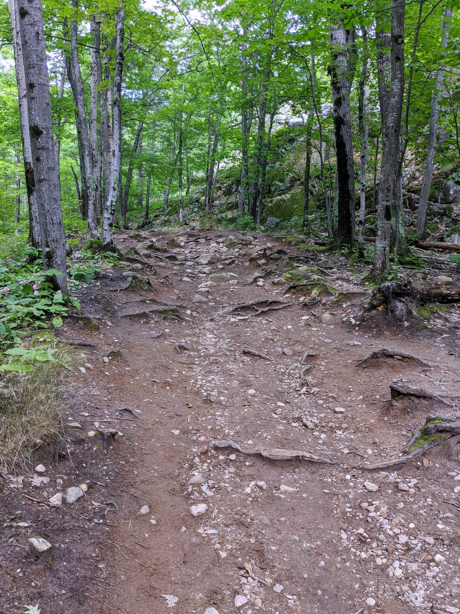 A rocky, root-crossed dirt trail climbing through a dense green hardwood forest.