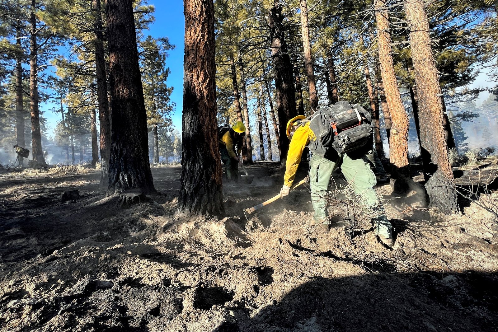 A wildland firefighter in a yellow shirt and helmet works the ground with a hand tool among tall pine trunks on a burned forest floor, with light smoke in the background.