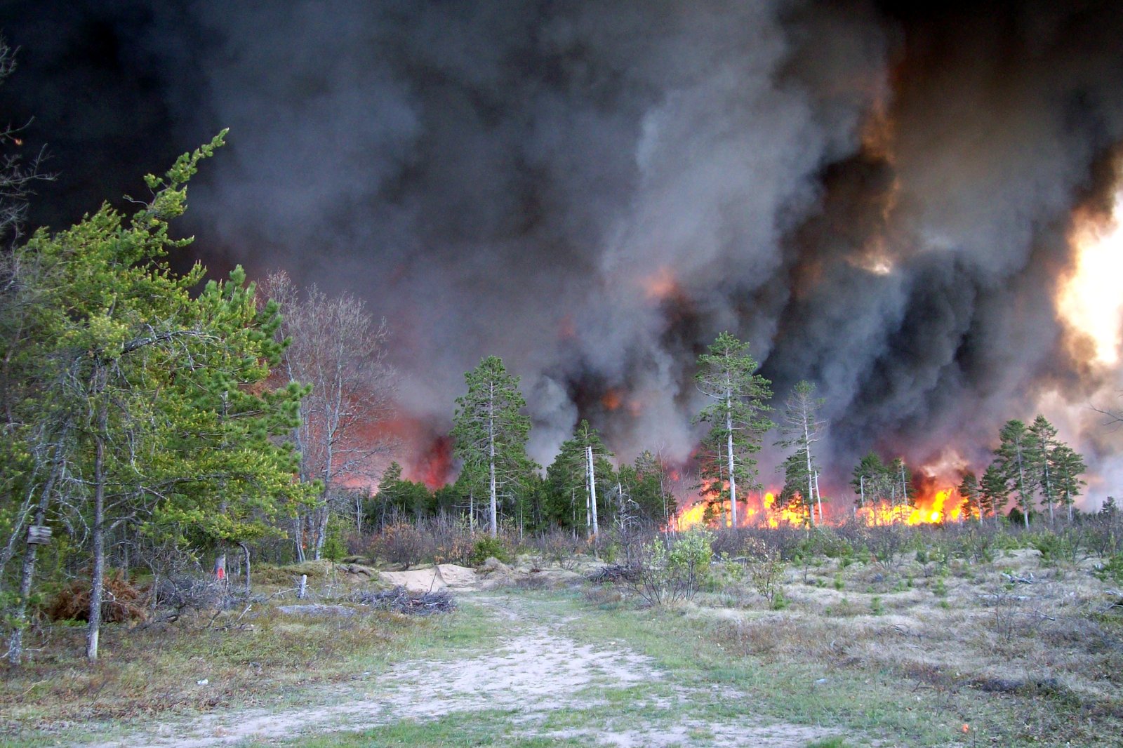 Orange flames and gray smoke rise through a stand of pine trees during a daytime forest fire.