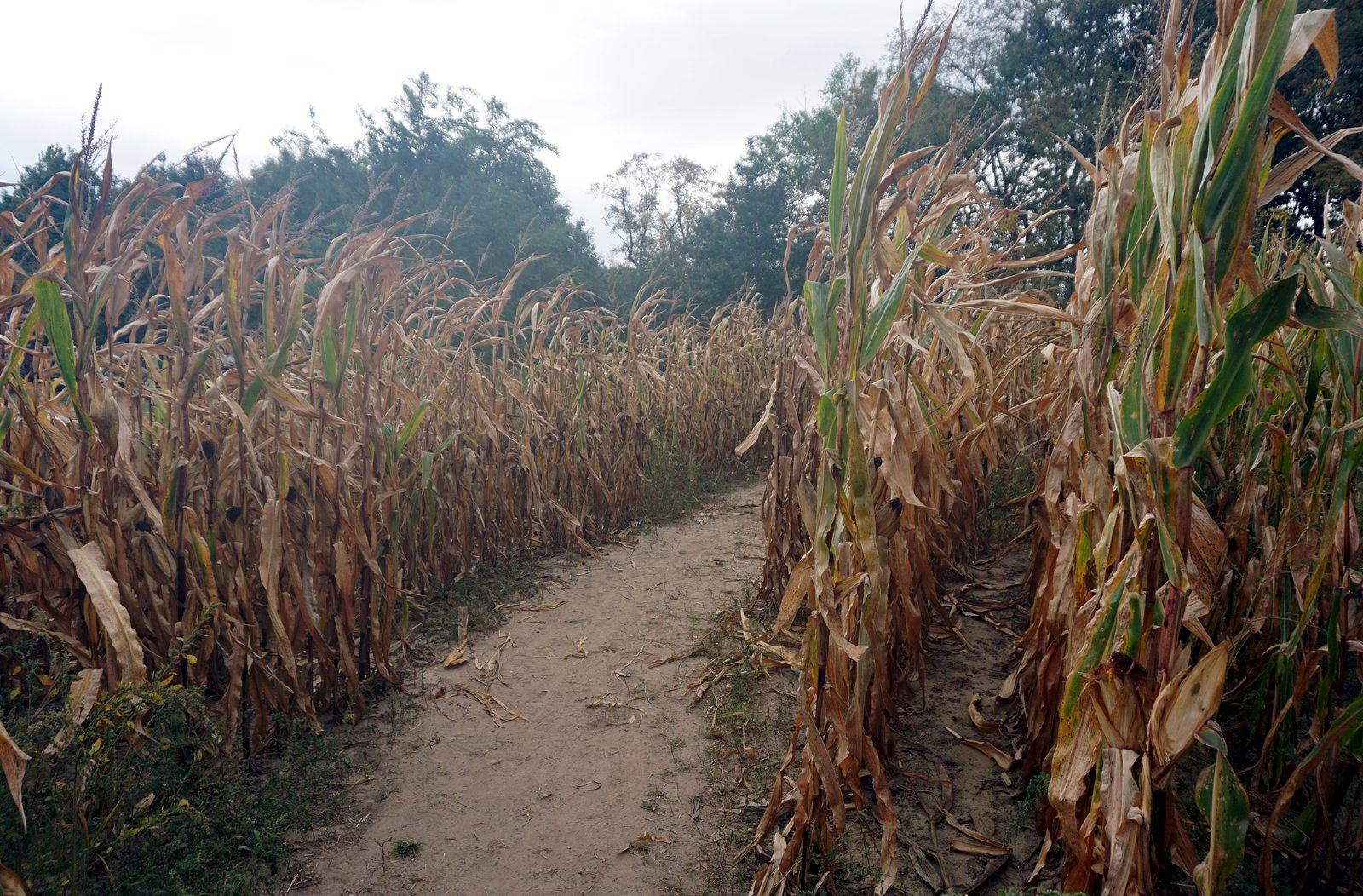 Visitors walking through tall corn rows in a fall harvest festival corn maze